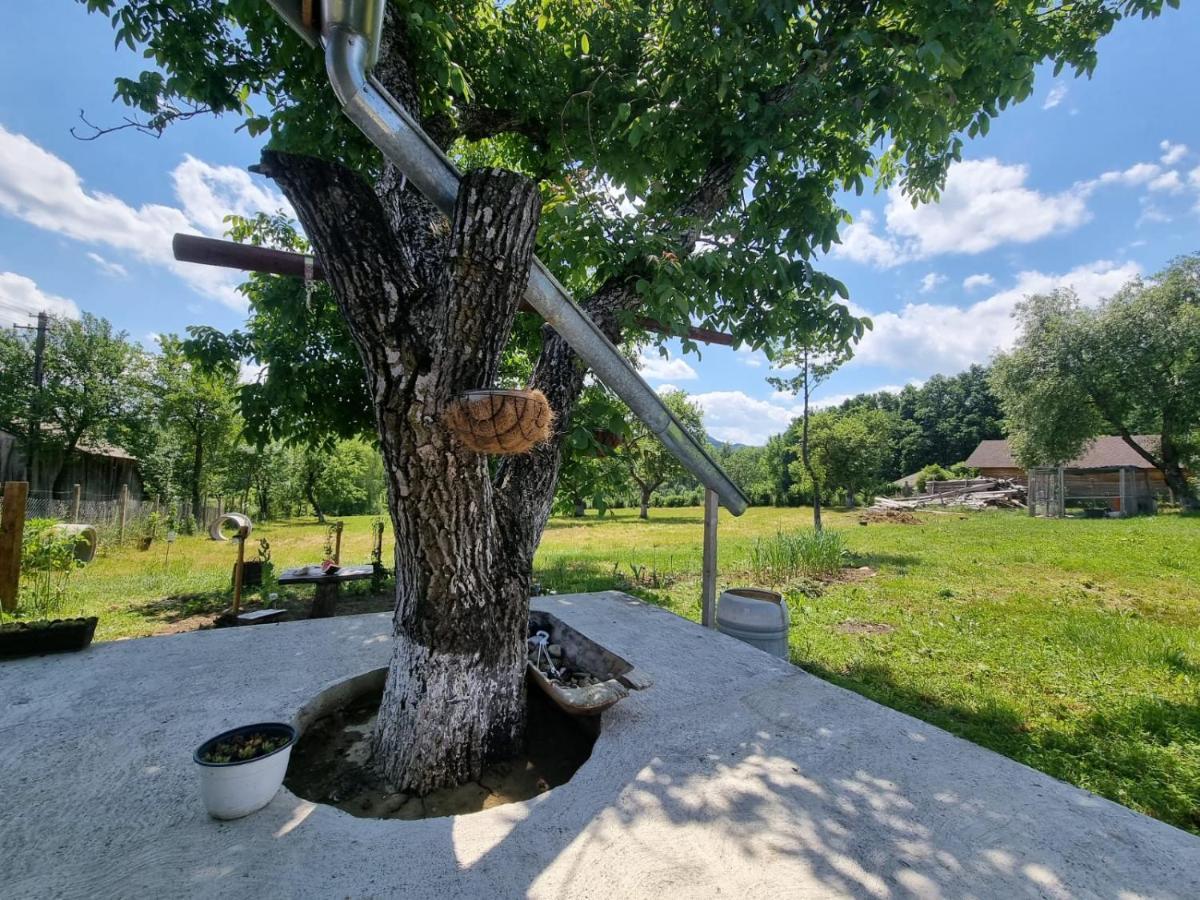 Casa Primitoare In Inima Naturii Si Padurii Rasca  Εξωτερικό φωτογραφία