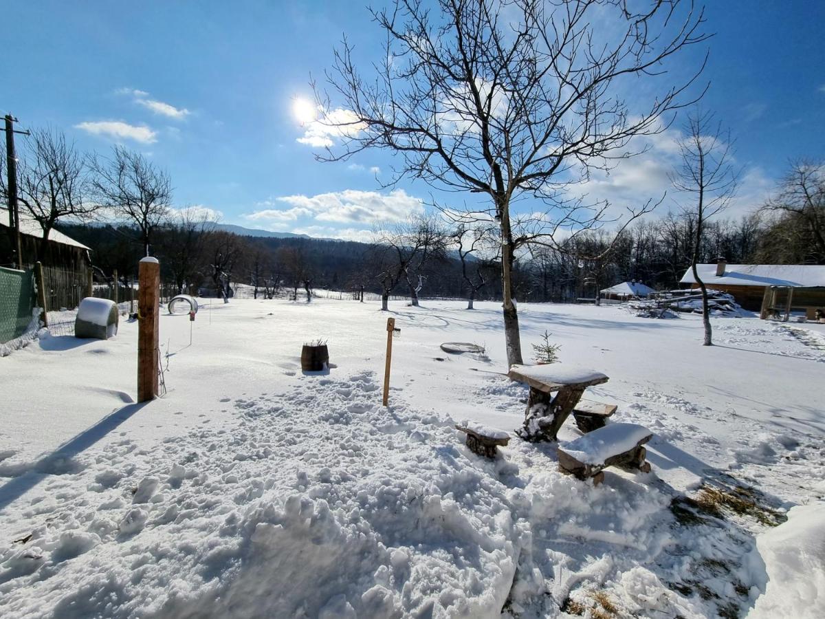 Casa Primitoare In Inima Naturii Si Padurii Rasca  Εξωτερικό φωτογραφία